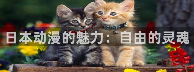 78动漫变形金刚